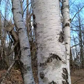 Бреза